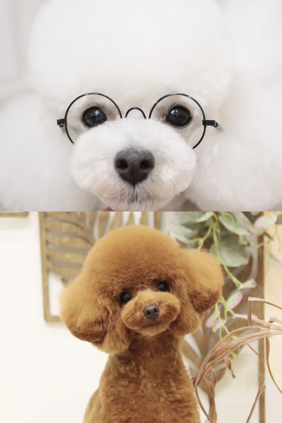 Fameux｜兵庫県姫路市飾磨区のトリミングサロン